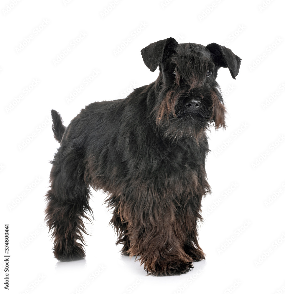 miniature schnauzer in studio