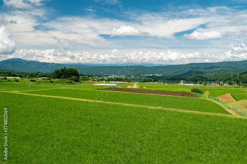Midsummer paddy fields on the plateau of Japan