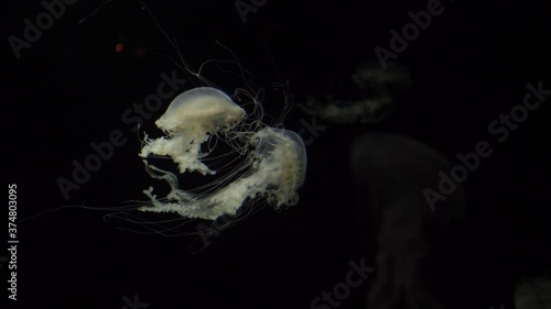 Atlantic sea nettle jellyfish slow motion 4k photo