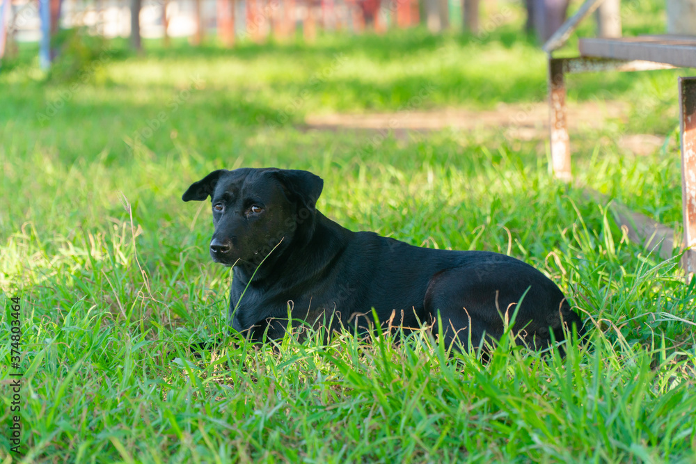 black dog Labrador Retriever runs fast in the summer on the green grass