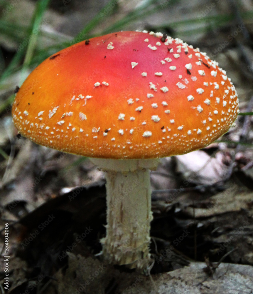 Fly agaric mushroom on the forest floor close - up view Fly agaric mushroom on the forest floor close - up view