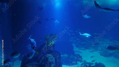 Wallpaper Mural shoals of fish deep underwater world oceanarium aquarium slow motion 4k Torontodigital.ca