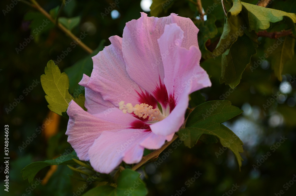 Bright pink flower of hibiscus (Hibiscus rosa sinensis) on green background. wild pink Hibiscus Bright pink flower of hibiscus (Hibiscus rosa sinensis) on green background. wild pink Hibiscus