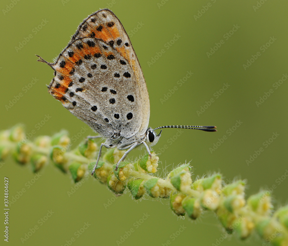 Obraz premium Lycaena virgaureae butterfly on a field flower on a summer day in a forest glade