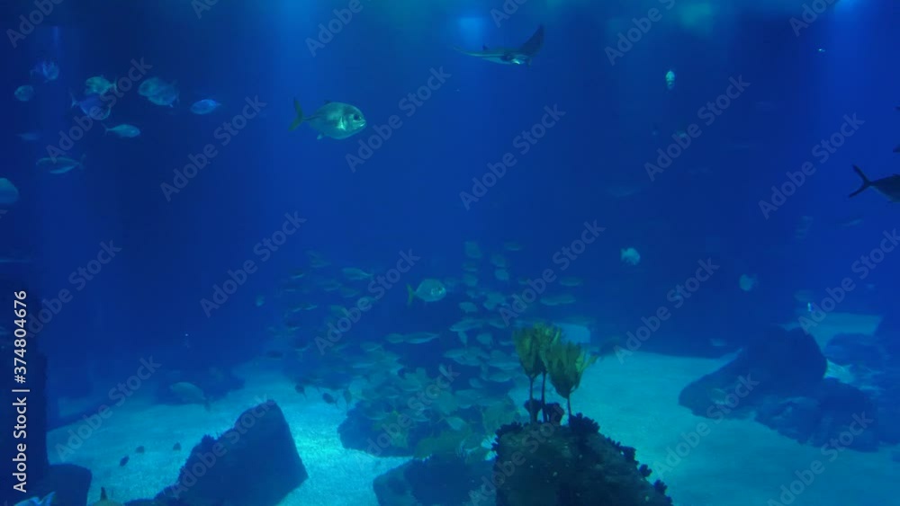 beautiful fish in deep underwater world oceanarium aquarium slow motion 4k beautiful fish in deep underwater world oceanarium aquarium slow motion 4k