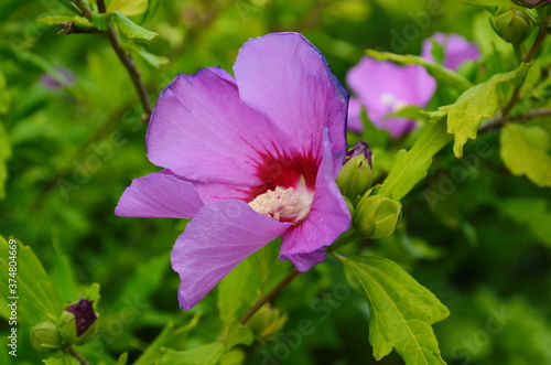 Bright pink flower of hibiscus (Hibiscus rosa sinensis) on green background. wild pink Hibiscus