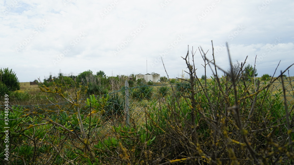 Fototapeta premium The bushes leading to the sea