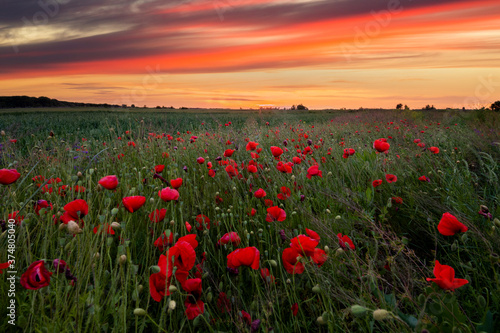 Field with flowering poppies at sunset. Beautiful summer landscape