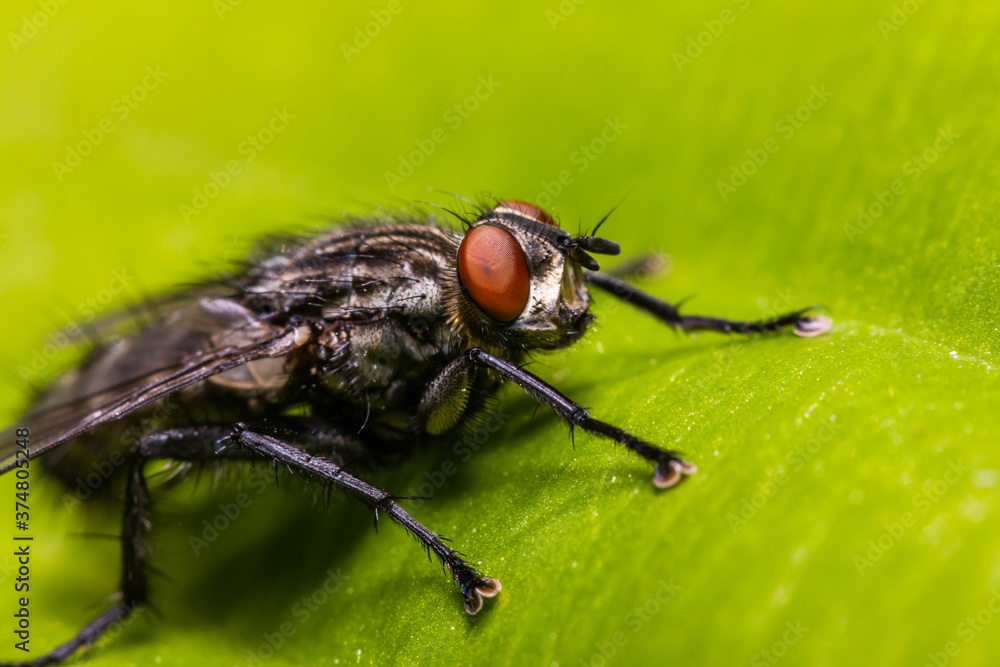 Housefly Musca Domestica on a leaf close-up. Housefly Musca Domestica on a leaf close-up.