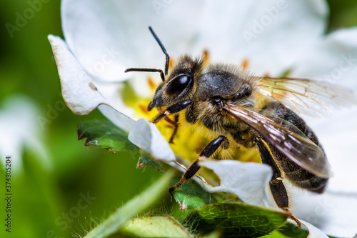 Honey bee close-up on a strawberry flower. © Anton Petrus