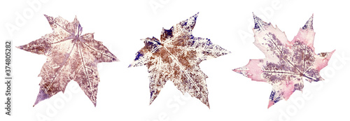 Foto Maple leaf structure isolated on white background