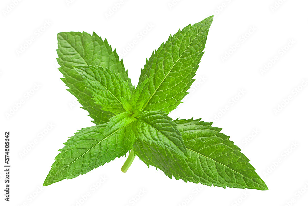 Spearmint herb leaf closeup Spearmint herb leaf closeup