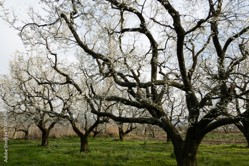 cherry trees in blossom