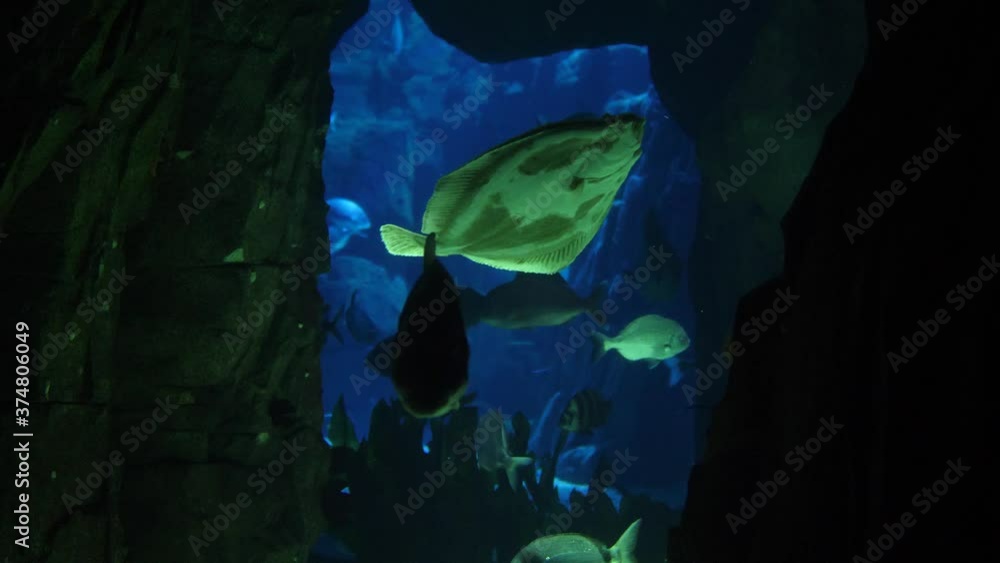 beautiful fish in deep underwater world oceanarium aquarium slow motion 4k beautiful fish in deep underwater world oceanarium aquarium slow motion 4k