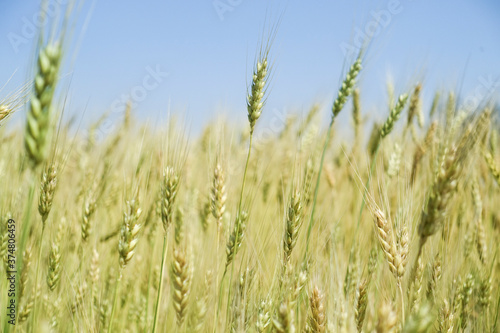 Wheat field and blue sky.