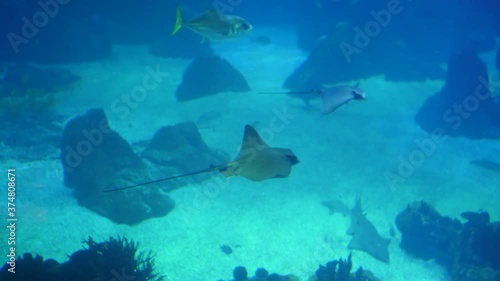 Wallpaper Mural bull ray biology aquarium slow motion 4k Torontodigital.ca