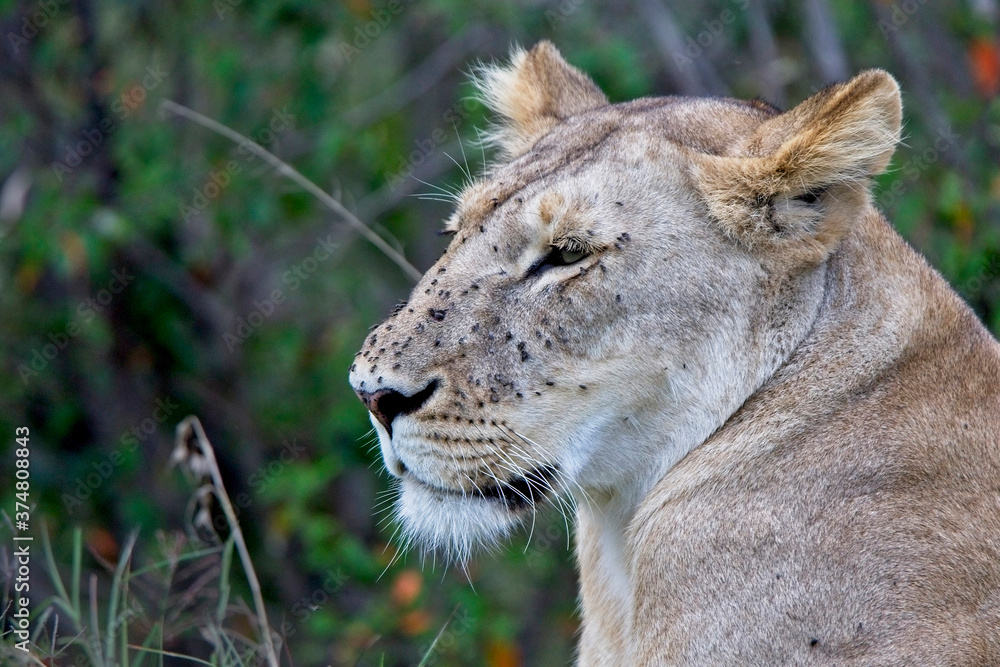 Fototapeta premium Lion (Panthera leo), portrait of a Lioness with face covered with flies, Maasai Mara, Kenya.