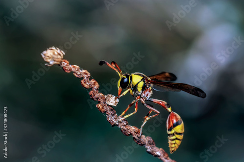 close-up of potter wasp on a twig © Kenji