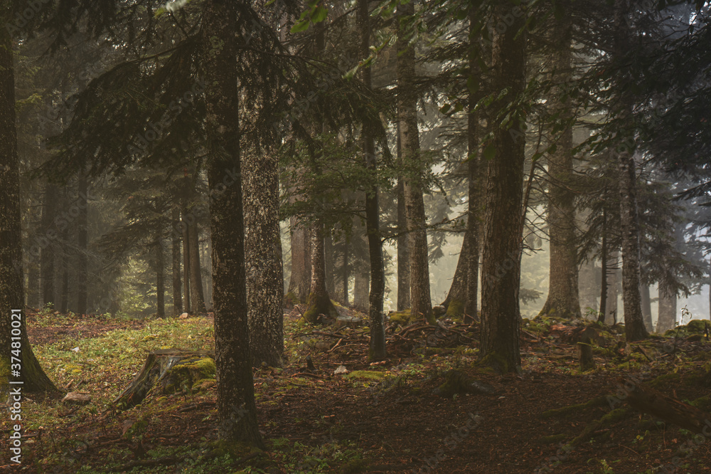 A misty atmospheric pine forest in the Swiss alps. Moss and lichen cover the trees and rocks in the damp lush forest setting. A misty atmospheric pine forest in the Swiss alps. Moss and lichen cover the trees and rocks in the damp lush forest setting.
