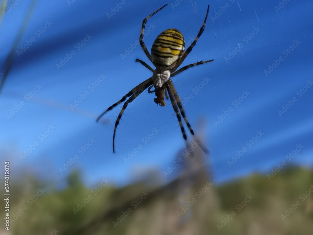 argiope fasciée - araignée guêpe argiope fasciée - araignée guêpe