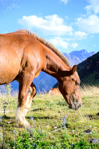 Horse grazing in a meadow in the mountain valley. Mountains landscape in summer.Pyrenees.Spain © marcos