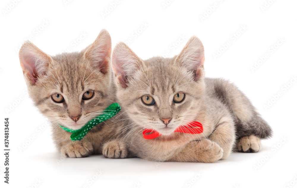 Obraz premium Two small gray kitten.