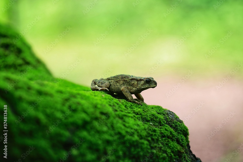 Obraz premium frog on a tree