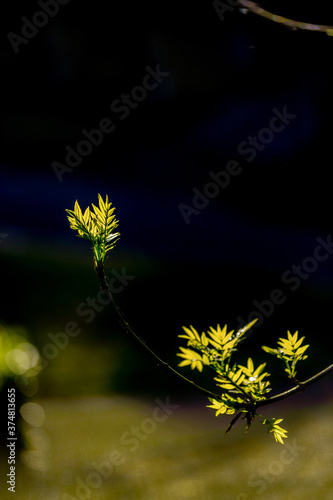 yellow  narrow-leaved ash tree leaves on dark background photo