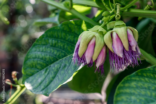 passion fruit flower buds among the green foliage of the plantation