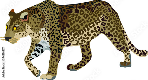 Leopard Mammal Animal Vector Illustration