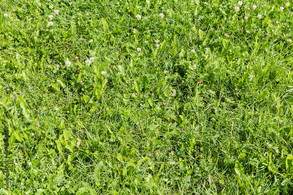 Fragment of lawn with different low grass, background Fragment of lawn with different low grass, background