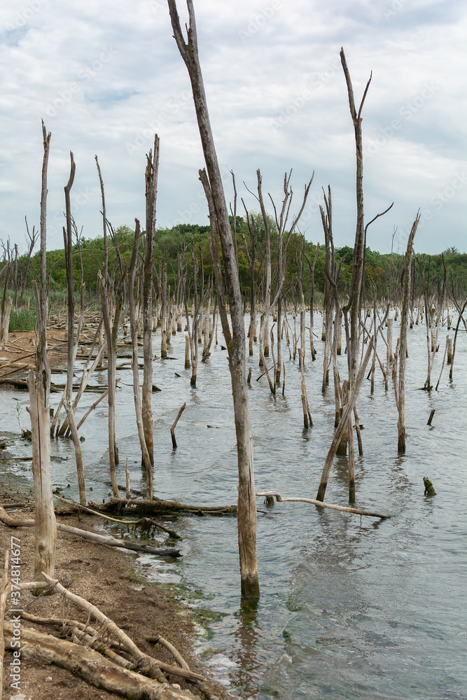 Lakeside of Dead Salt Lake Tambukan with Dry trees in the water, Stavropol region, Russia Lakeside of Dead Salt Lake Tambukan with Dry trees in the water, Stavropol region, Russia
