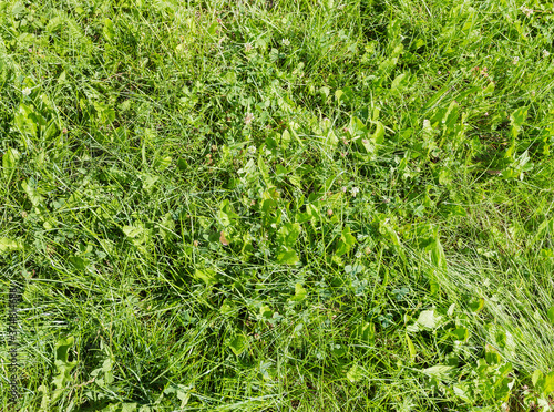 Fragment of lawn with different low grass  background