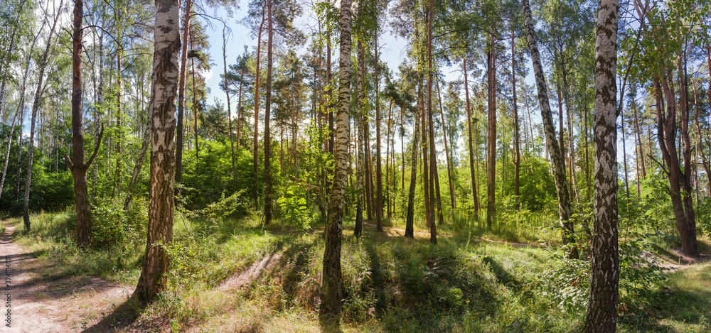 Panorama of the mixed deciduous and coniferous forest backlit Panorama of the mixed deciduous and coniferous forest backlit