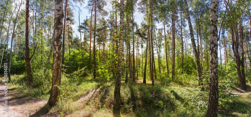 Panorama of the mixed deciduous and coniferous forest backlit