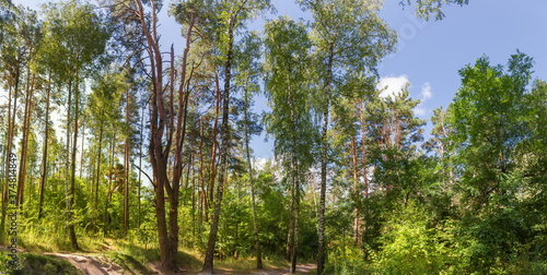 Panorama of mixed deciduous and coniferous forest with footpath
