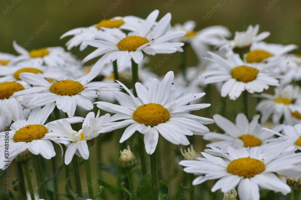 Margeriten im Garten