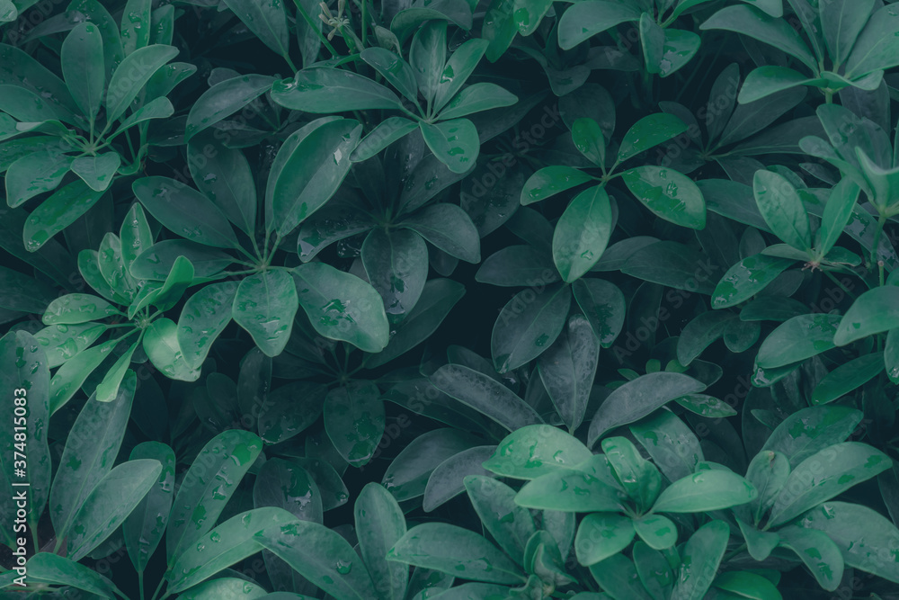 Beautiful nature background of vertical garden with tropical green leaf Beautiful nature background of vertical garden with tropical green leaf