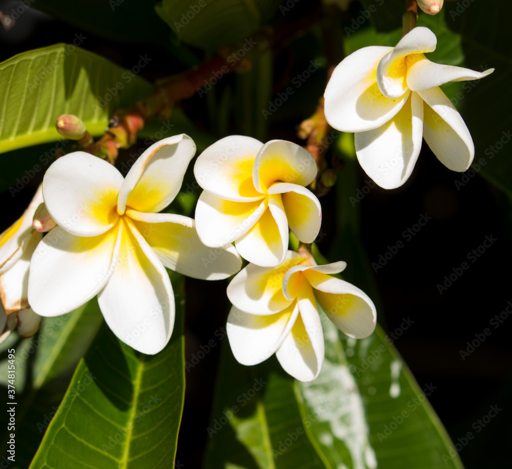 Fototapeta premium Spectacular fragrant pure white scented blooms with yellow centers of exotic tropical frangipanni species plumeria plumeria flowering in summer adds fragrant charm to an urban street scape.