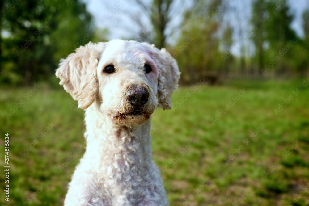 Portrait of a dog in nature. Large royal sheared poodle.