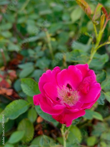 pink rose in the garden