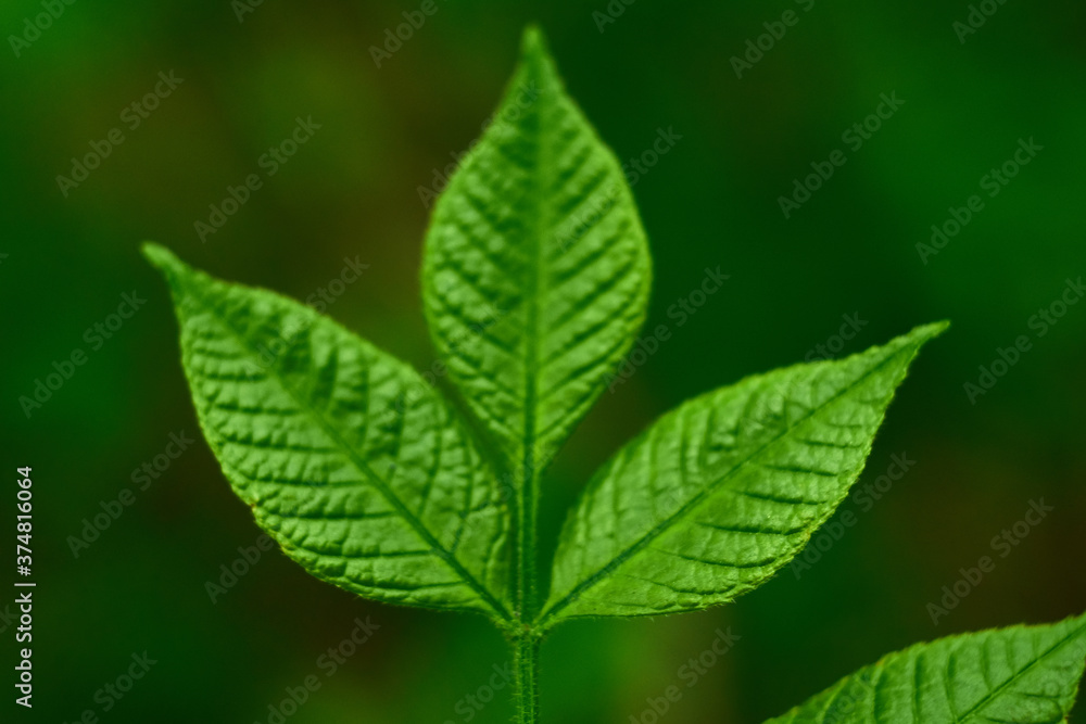 Three green leaves of a tree on a green background. Three green leaves of a tree on a green background.