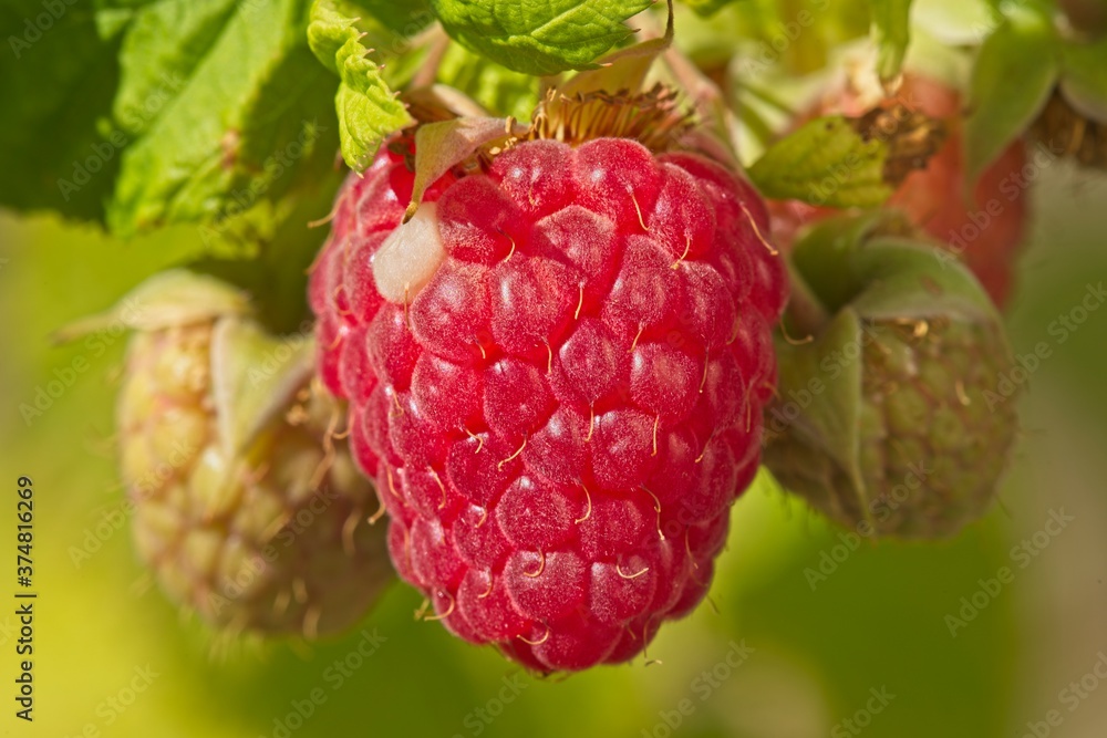 Close up of a cultivated red berry Close up of a cultivated red berry