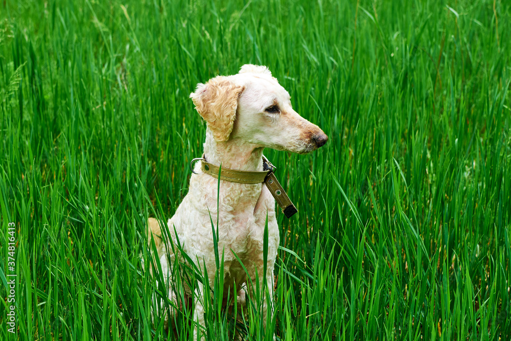 Obraz premium A dog is standing in the green grass. A large royal poodle is resting in the forest.