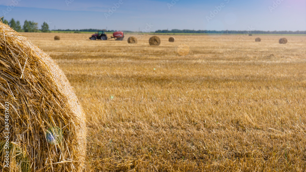 Close up harvested wheat field with large round straw bales resting on bristles. Landscape image with copy space.