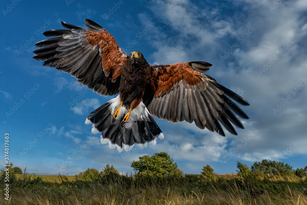 Obraz premium Male Harris Hawk landing above the camera, wings spread, blue sky