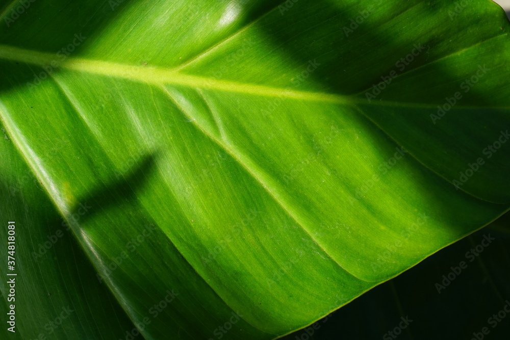 green Taro leaves close up. tropical summer plant green Taro leaves close up. tropical summer plant
