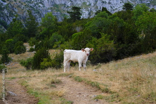 Vaca blanca en la montaña