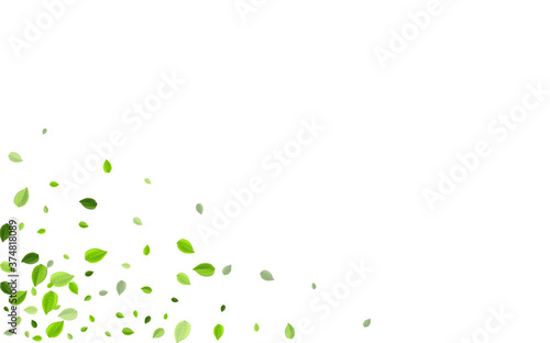Olive Leaf Spring Vector Design. Fly Leaves 