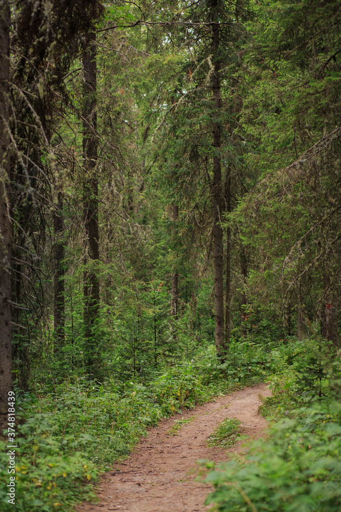 Obraz premium Pine forest in the mountain at summer day